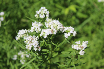 Slender mountain mint at Somme Prairie Grove in Northbrook, Illinois