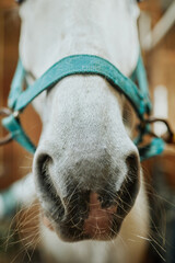 Vertical close up of white horse muzzle with soft bristles on nose, stables and caring