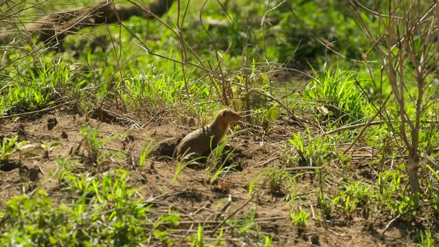 Dwarf Mongoose (Helogale parvula) standing and looking around in the wild nature of the Serengeti National Reserve, Tanzania