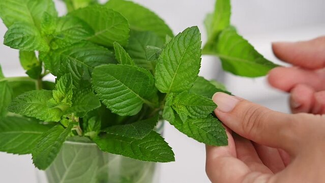 Young woman touching fresh green mint leaves in the kitchen at home. Close-up of female hands, leaves of peppermint lemon balm melissa spearmint menthol. Fragrant herb for tea. Healthy lifestyle