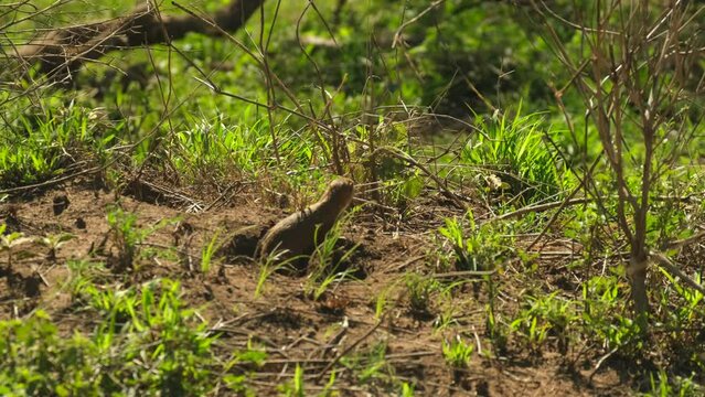 Dwarf Mongoose (Helogale parvula) standing and looking around in the wild in Serengeti National Reserve, Tanzania
