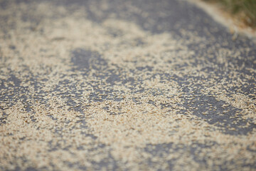 wheat seeds laying on a country road