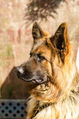 Portret of Long-haired German Shepherd close-up