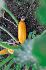 Yellow zucchini in the garden.