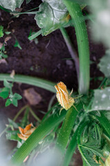 Flowering zucchini in the garden. Yellow flowers.