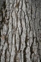 The texture of the bark of an old poplar in the park. Vertical shot. Background
