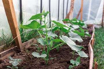 Cucumber bushes grow in a greenhouse
