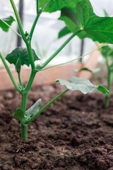 Cucumber bushes grow in a greenhouse
