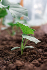 Cucumber bushes grow in a greenhouse