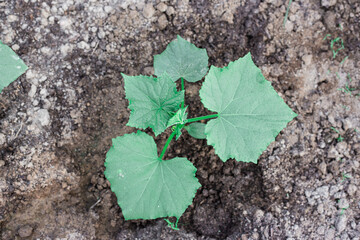 Cucumber bushes grow in a greenhouse