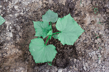 Cucumber bushes grow in a greenhouse