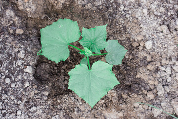 Cucumber bushes grow in a greenhouse