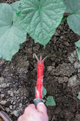 Cultivating the land in the garden with a hoe
