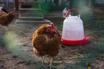 chickens walk free-range and peck grass on rural countryside. Poultry farming and home farm. Organic antibiotic hormone free farming poultry Concept