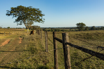 Fototapeta na wymiar Grassland, trees and wooden fences on farms in the countryside of São Paulo, on a sunny day, with a clear sky and high resolution