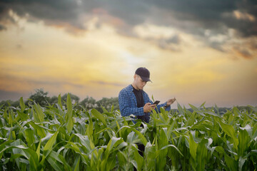 male farmer in a shirt in a corn field uses a smartphone to check the records of plants in an electronic crop database. - Powered by Adobe