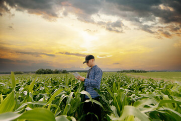 male farmer in a shirt in a corn field uses a smartphone to check the records of plants in an...