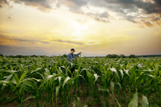male farmer in a shirt in a corn field uses a smartphone to check the records of plants in an electronic crop database.