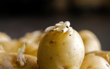 Sprouted potatoes. Macro shot of seed potatoes with sprouts. root crops for planting. Agriculture and farming. close up