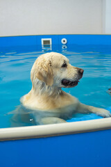 portrait of golden retriever dog training in the swimming pool. Pet rehabilitation. Recovery...