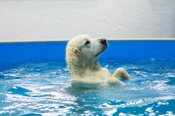 golden retriever dog training in the swimming pool. Pet rehabilitation in water. Recovery training prevention for hydrotherapy. pet health care