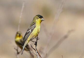 Lesser Finch Song Bird