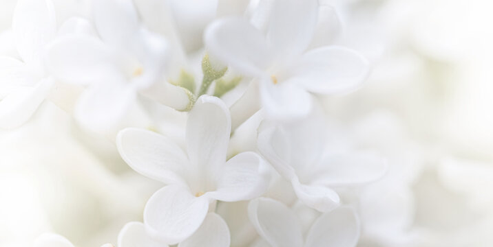 White flowers background. Macro of white petals texture. Soft dreamy blured background - Powered by Adobe