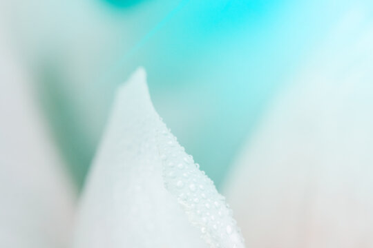 White flowers background. Macro of white petals texture. Soft dreamy blured background