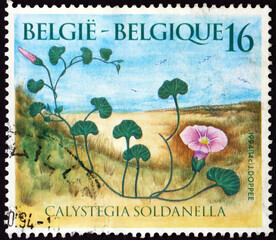 Postage stamp Belgium 1994 morning glory, perennial vine