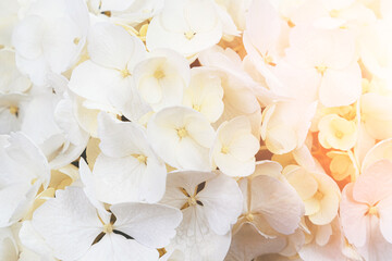 white flower on soft pastel color blured background