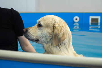 golden retriever dog training in the swimming pool. Pet rehabilitation in water. Recovery training...