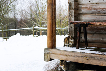 Wild multicolor tabby cat. A homeless cat sits on a wooden bench against the background of an old log wooden house.