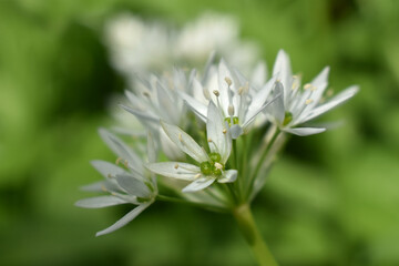Bear garlic, white small flowers, Allium ursinum on green background, natural spring background