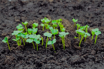 Fresh microgreens arugula, rucola sprouts growing: close up view, macro. Spring, growth, germination, natural, raw and healthy food concept