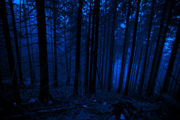 Dark misty woods. Blue background for Halloween. Scary mistery fog. 