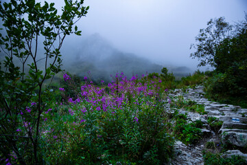 Obraz na płótnie Canvas Beautifull misty path in the mountains with flowers and fog. Early autumn landscape. 