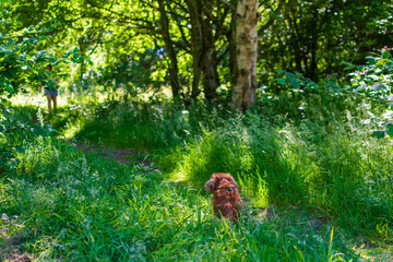 dog in the forest