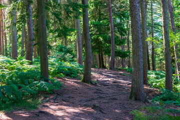 Obraz premium footpath in the forest