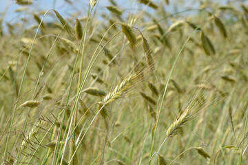 wheat ripe ears of rye on a field on a sunny summer day