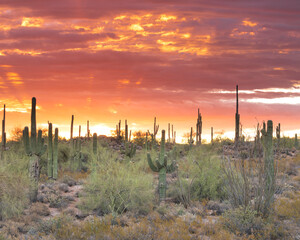 Sunrise photograph taken at Usery Mountain in Mesa, Arizona. 