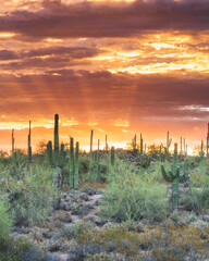 Sunrise photograph taken at Usery Mountain in Mesa, Arizona.  - obrazy, fototapety, plakaty