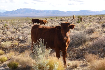 Mojave Desert, CA - Sierra Nevada Mountains