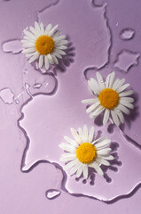 Abstract beauty cosmetic background flat lay purple clear hydration clean concept top view daisies camomile