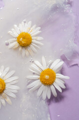 Abstract beauty cosmetic background flat lay purple clear hydration clean concept top view daisies camomile