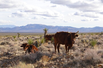 Mojave Desert, CA - Sierra Nevada Mountains