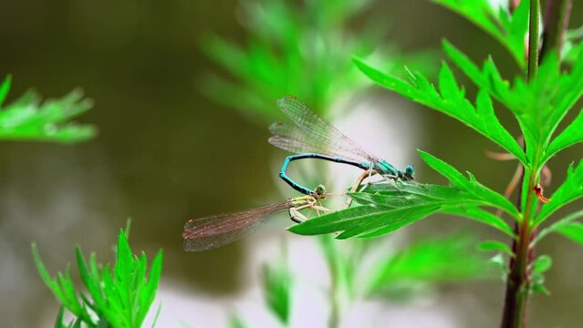 Two damselflies are mating on a green plant. They are connected and fly away together.