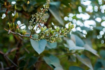 Selective blur of the background with lilac buds in the foreground