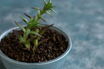 plant, isolated, leaf, growth, nature, soil, seedling, tree, gardening, white, garden, life, flower, agriculture, growing, botany, grow, new, herb, small, sprout, earth, young,flowerpot