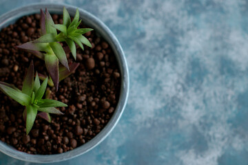 plant, isolated, leaf, growth, nature, soil, seedling, tree, gardening, white, garden, life, flower, agriculture, growing, botany, grow, new, herb, small, sprout, earth, young,flowerpot