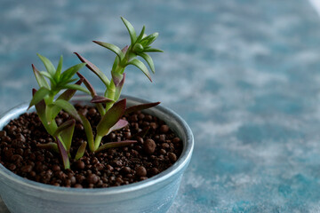 plant, isolated, leaf, growth, nature, soil, seedling, tree, gardening, white, garden, life, flower, agriculture, growing, botany, grow, new, herb, small, sprout, earth, young,flowerpot